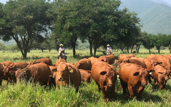 Tamaulipas, l&iacute;der nacional en crecimiento de actividades primarias durante el primer trimestre de 2025