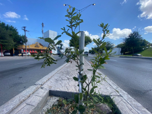 Inicia el Gobierno Municipal reforestaci&oacute;n de &aacute;reas verdes