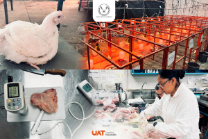 Producir&aacute; la UAT pollos de engorda con mayor calidad nutritiva y saludable