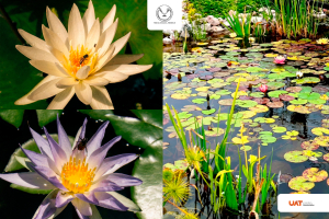 Colabora UAT en la conservaci&oacute;n de humedales y ecosistemas acu&aacute;ticos