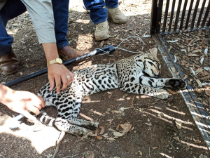 Realiza la UAT un estudio para la protecci&oacute;n del ocelote en Tamaulipas