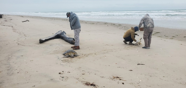 Rescata Comisi&oacute;n de Parques 40 tortugas verdes en playas