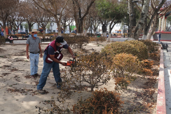 Poda Espacios P&uacute;blicos plantas de ornato de la plaza principal, afectadas por la onda g&eacute;lida