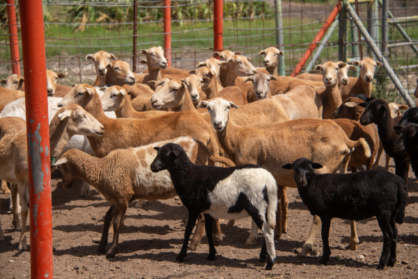 Estudiante de la UAT desarrolla innovador sistema de monitoreo de alimentaci&oacute;n de borregos