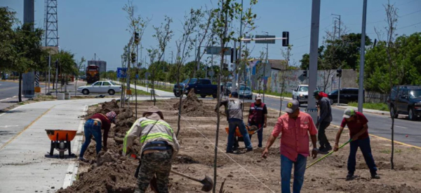Reforestaci&oacute;n se lleva a cabo en las principales avenidas de Matamoros