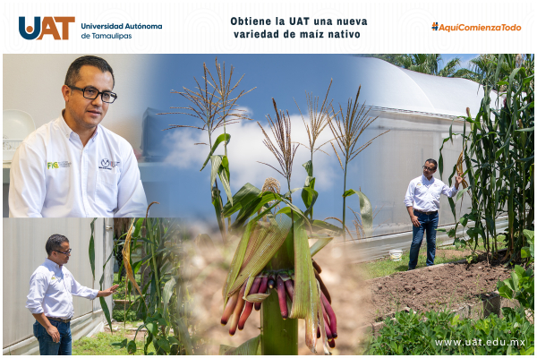Obtiene la UAT una nueva variedad de ma&iacute;z nativo